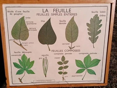 affiche scolaire "LA FEUILLE- LA TIGE" fleur botanique an 60 - Photo 1/4
