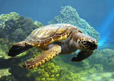 Mauspad aus der Edition Colibri: schwimmende Meeresschildkröte - Caretta - neu