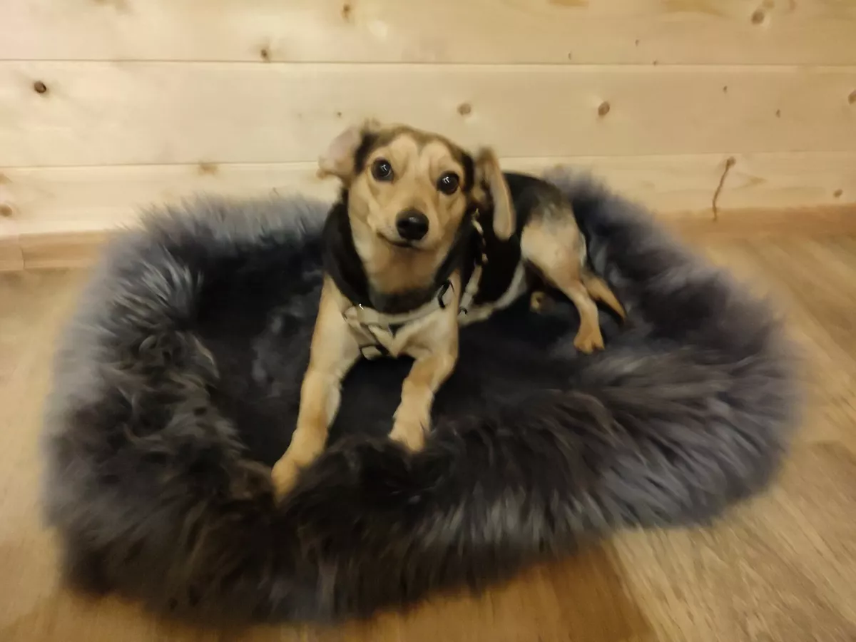 Real Sheepskin Dog Bed Cat Bed Merino Fur Super Cuddle Warm and