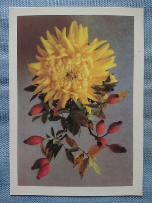 Old Postcard AK Chrysanthemum Rosehips Planet Publishing Berlin