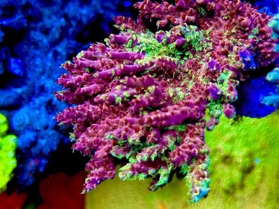 TCK Grafted Kaleidoscope  - Live Coral Frag SPS/Acropora