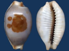 Shell Bistoldia stolida aurielae Seashell