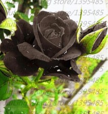 20 SEEDS for Black/Gray RARE hybrid Rose flower bud bush exotic plant USA Seller