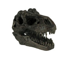 5.75 In Tyrannosaurus Rex Dinosaur Skull Fossil Statue Resin T-Rex Head