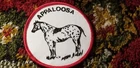 Appaloosa Horse Patch Idq9.