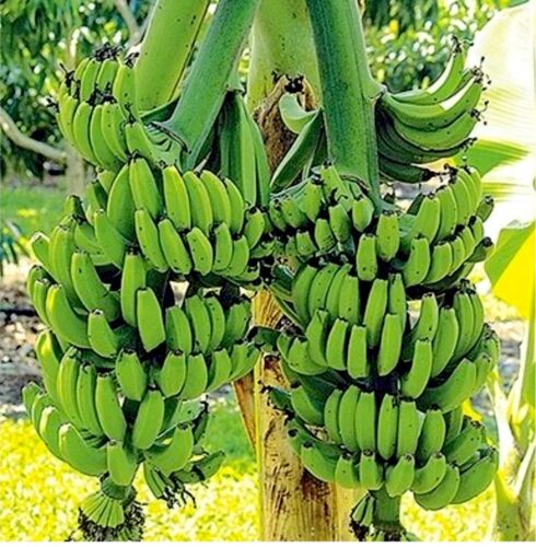 Double Mahoi Banana - 1 And 1 LACATAN Plug Tree - 3-8 inches - Edible. ๐