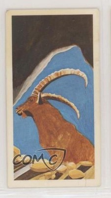 1978 Brooke Bond Vanishing Wildlife Tea Pyrenean Ibex #3 z6d