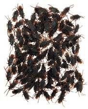 20 PIECES Fake Cockroaches-Real Looking Gag Gift Prank-Gross Creepy FAKE BUGS