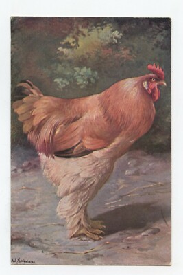 illustrator müller. Bauernhoftiere. Le Coq