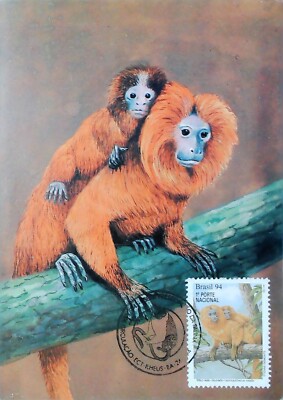 Brasilien Wildlife Postkarte Tiere Pavian Affe 20987