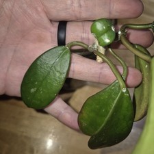 Hoya Diversifolia Splash Light Splashed Exact Plant Wax Plant 