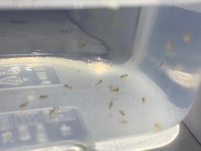 Starter Dafnia DAPHNIA  inoculo starter cibo alimento vivo per pesci