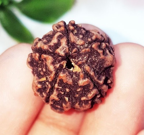 Piedras preciosas sueltas 5 cuentas Mukhi Rudraksha 10,40 quilates con regalo gratis - Imagen 4 de 8