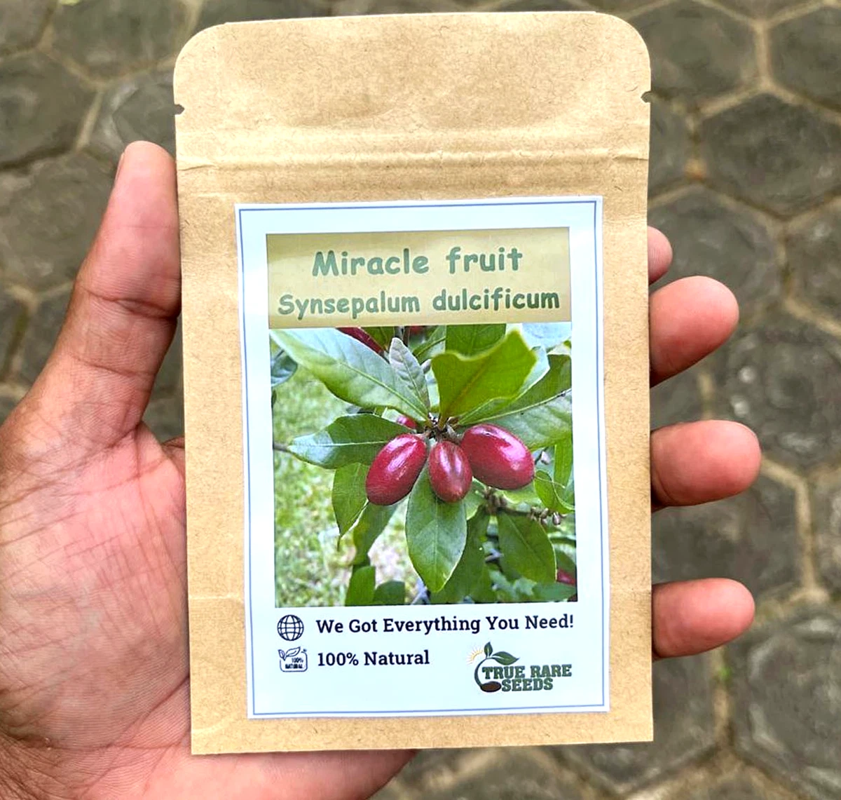 Arbol de (Fruta milagrosa) Synsepalum dulcificum-1 Arbolito en Venta en Mexico - Vivero por internet Arbol de (Fruta milagrosa) Synsepalum dulcificum-1 Arbolito en Venta en Mexico - Vivero por internet