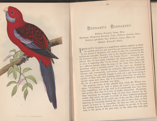 PARROTS IN CAPTIVITY. By W. T. Greene: 1887- Second half of Volume I: 14 Plates. - Picture 10 of 16