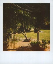 Old Vintage Photo COLOR POLAROID BACKYARD GARDEN INSTANT PHOTOGRAPH SNAPSHOT