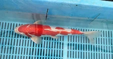 16inch DOITSU KOHAKU  -- DEEP RED, PERFECTION AA+ CSRA KOi