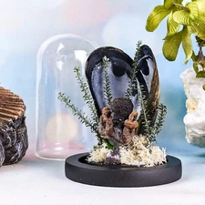 Octopus display collectible dome Taxidermy Oddities Curiosities Nautical