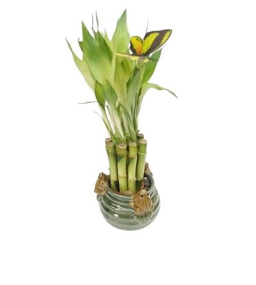 Lucky Bamboo Stalks 10 With Vase Frogs Style Ceramic 6''H Great Gift Live Plant