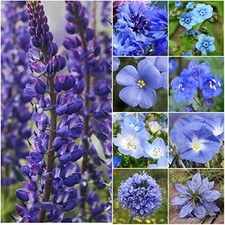  Wildflower Seeds Dazzling Blue Variety | 2 Ounce Dazzling Blue (30,000 Seeds) 155.44 per gallon