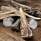10 Pack - Med. Deer Antler Gnarly Tips * Grade A * Brow Tine Pendants- 2" to 3"