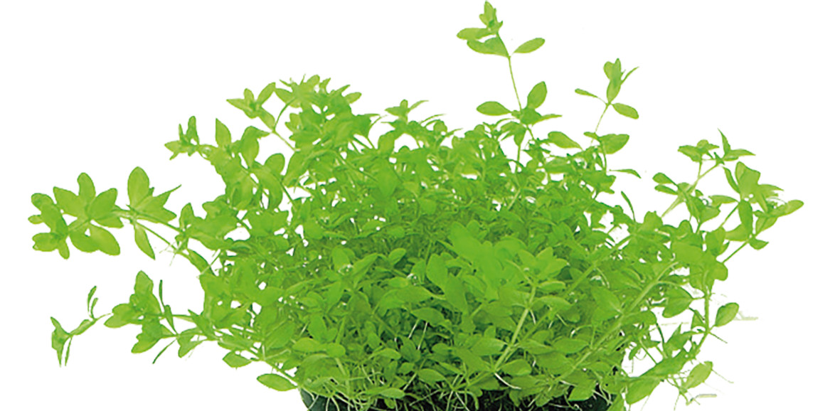 Aquafleur Easy Grow 79 Micranthemum Micranthemoides Live Aquarium Plant