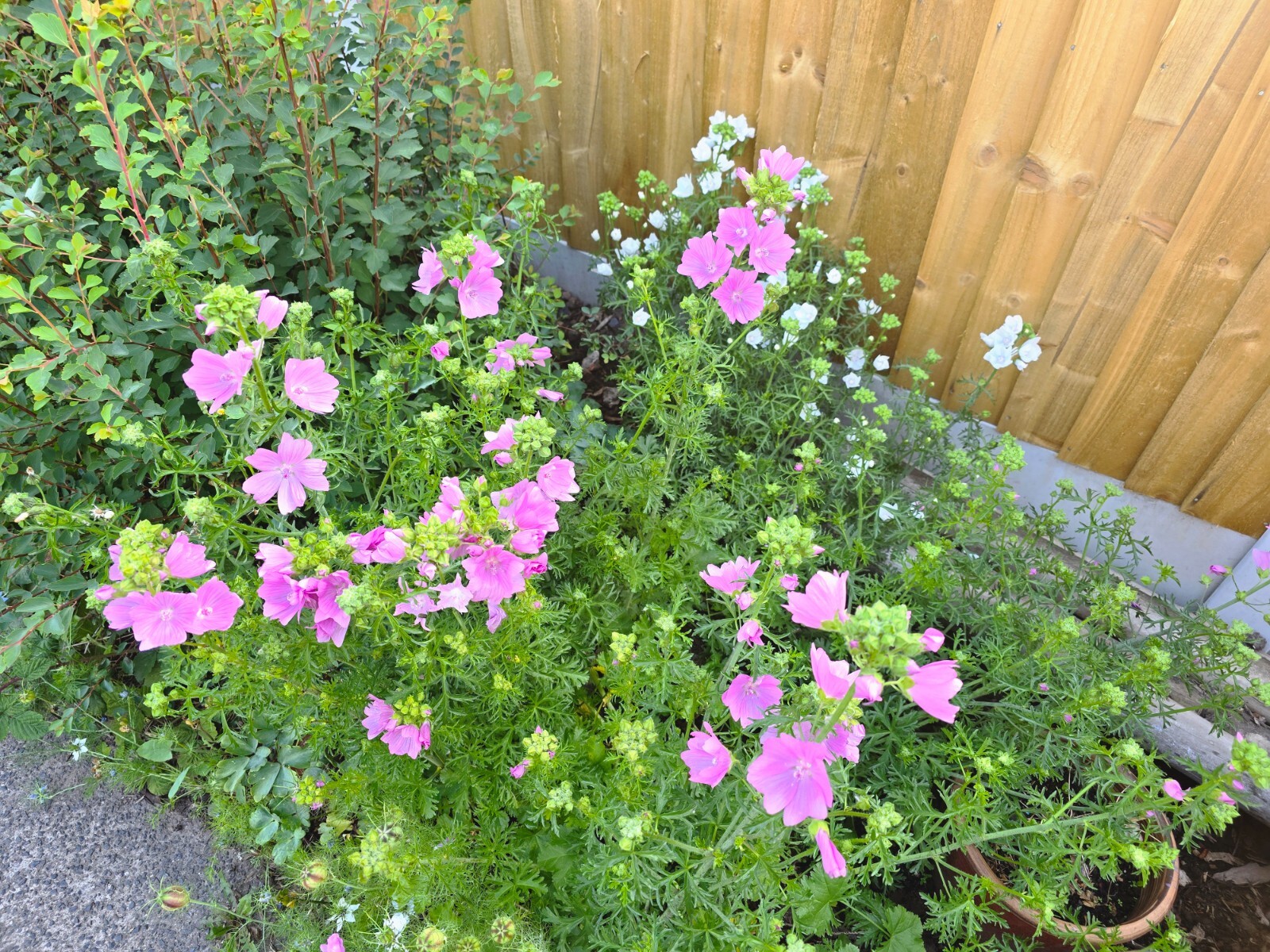 Picture 3 of 11