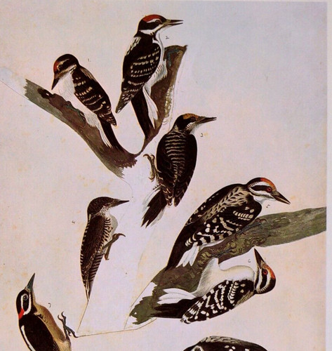 John James Audubon Birds THREE=TOED WOODPECKER Vintage Book Art Print Plate 97