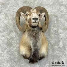 #31174 P | Mouflon Ram Taxidermy Shoulder Mount For Sale