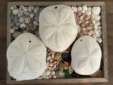 Bohemian Sea Biscuits 5” Lot of 3 Sand Dollar Seashell Beach Naut Decor Tropical