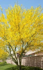 Desert Museum Palo Verde Seeds 30