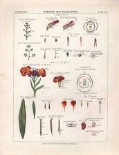 1883 VICTORIAN BOTANICAL PRINT ~ FUMITORY & WALLFLOWER PETALS SEED