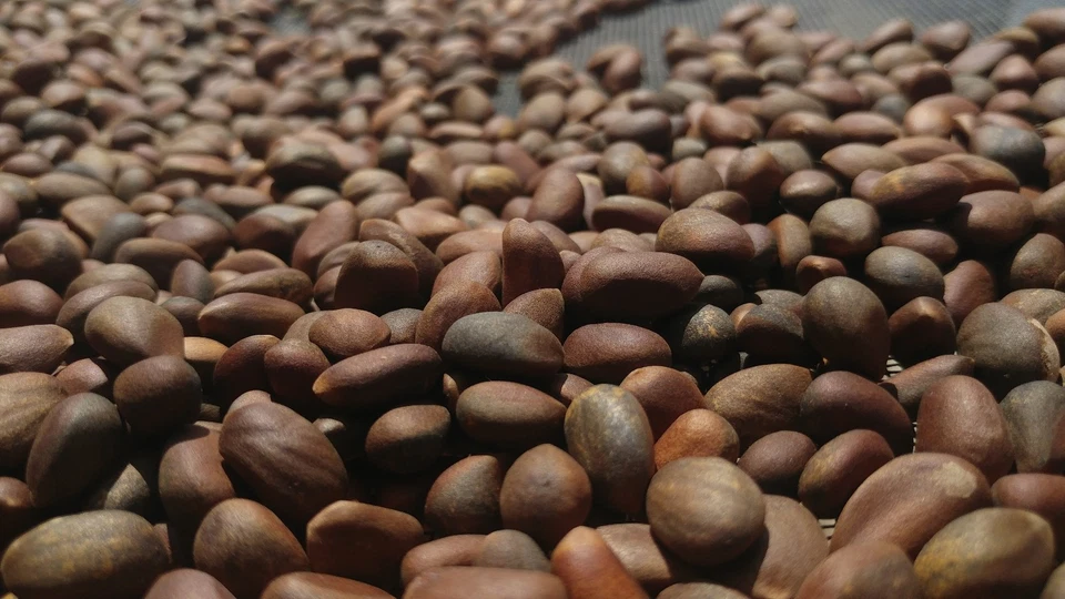 Novo México Piñon Pinhões, 5 lb Pinon Cru | Nação Navajo, Montanhas Zuni - Imagem 3 de 4