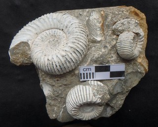 Fossilien Ammonit Jura Dogger Stephanoceras Teloceras Bajocium Goslar Osterfeld
