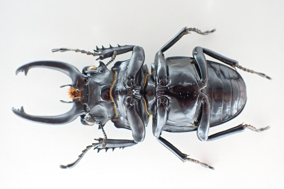 i53662. Insects, Lucanidae: Odontolabis Siva sp. Vietnam North