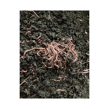 100 RED WIGGLER COMPOSTING WORMS