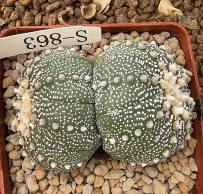 2 heads Rare Cacti plant Astrophytum asterias WYSIWYG Own Root Boutique Sale