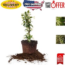 Cascading Confederate Jasmine Plant - 10-12ft Height, 1 Gallon with Care Guide