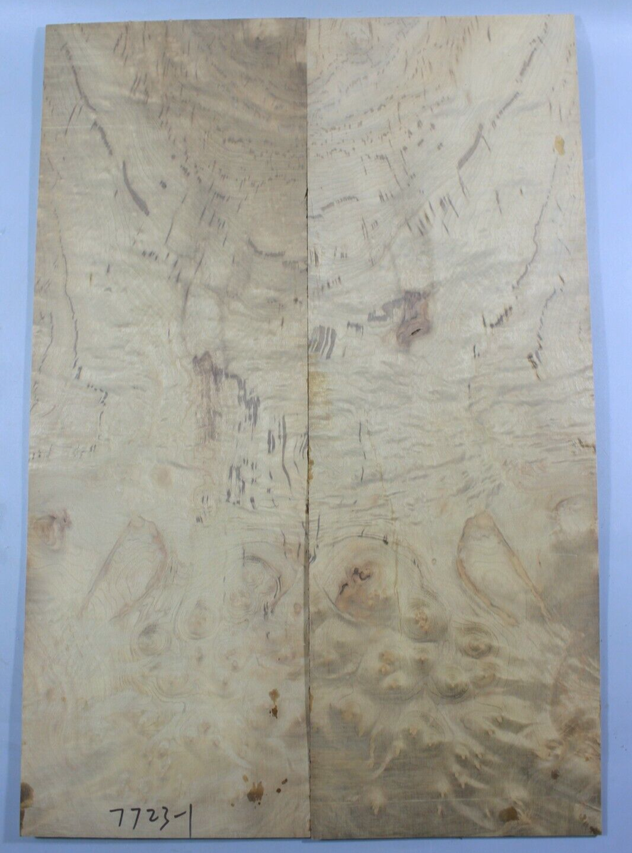 Top In Legno Burl Di Canfora Oro Per Chitarra Elettrica – Fornitura Liutaio