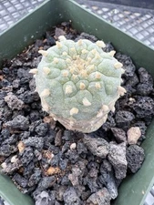 Monstrose variety mini Fricii Cristata From Seed