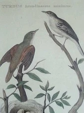 1827 Cornelius Nozeman Amsterdam Turdus Arundinaceus Мinimus Engraving VERY RARE