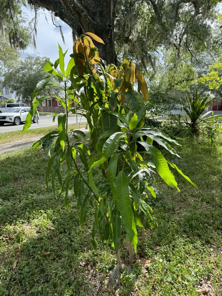super alphonso mango tree Self Pollinated - Image 3 of 4