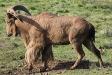 Aoudad Taxidermy Reference Photo Cd