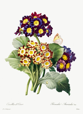 Primula Auricula - 1800's - Pierre-Joseph Redoute Botanical Illustration Poster