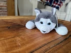 Vintage TY Beanie Babies, Nanook the Husky, Style 4104, DOB: 11-21-1996