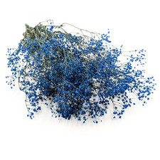 Stabilisiertes Schleierkraut - Pastellblau