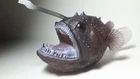 2022 NEW Collecta Dinosaur Toy / Figure  Anglerfish