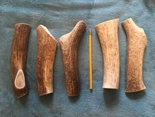 1 Huge COLOSSAL JUMBO Whole Elk Antler Dog Chew SALE XXXL (1 Ea) BIG Treats Deer