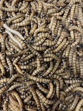 Large Live Superworms 500 Reptile Food Feeders FREE SHIPPING