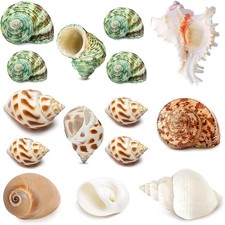 15PCS Hermit Crab Shells 7 Types Natural Hermit Crab Shells, for Small to Larg